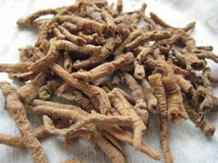 Çin Senega