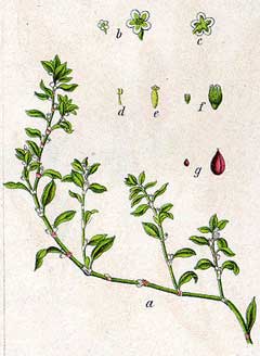 Kuşekmeği