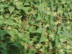 Çin Dağ Knotweed