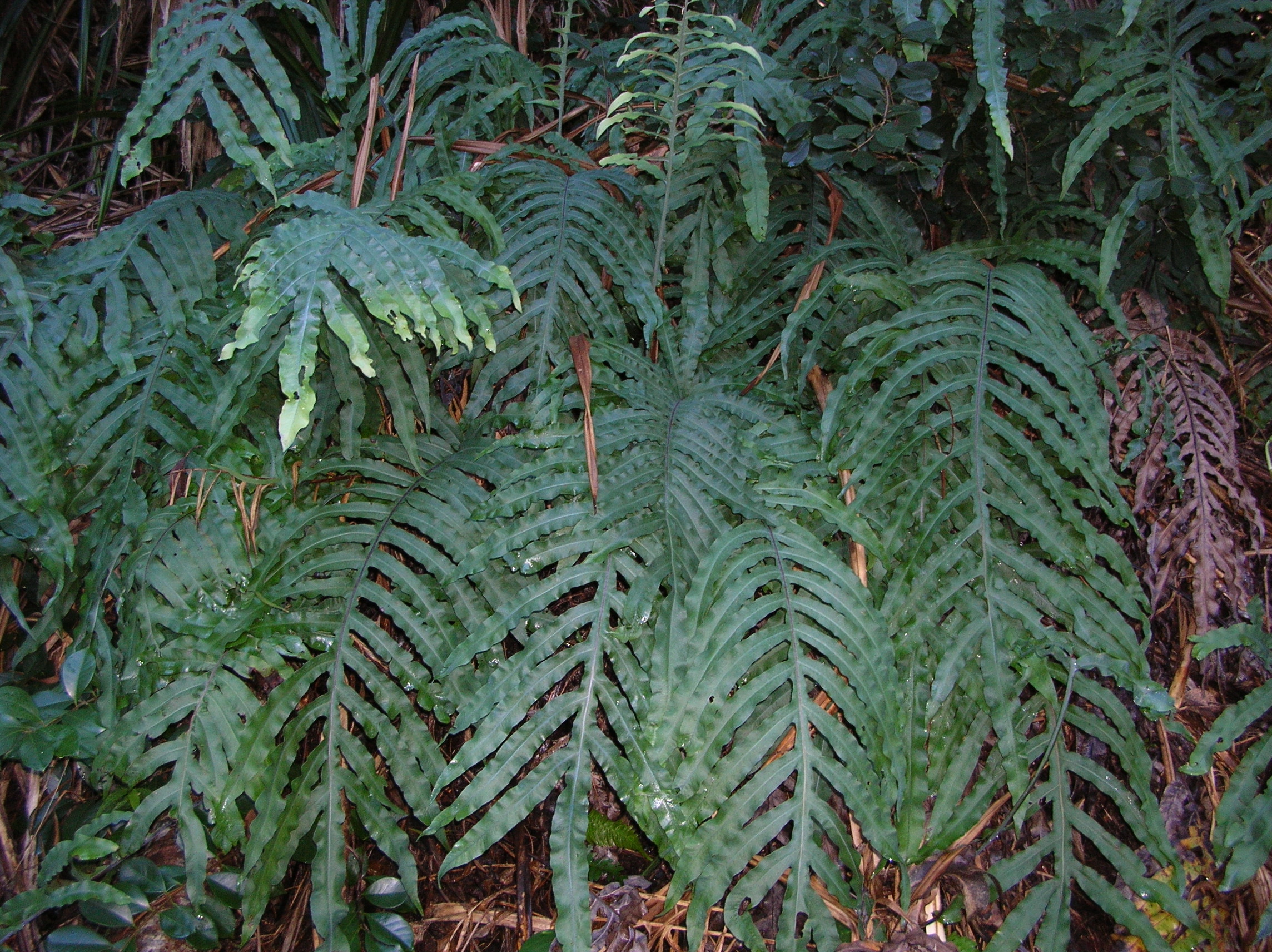 Calaguala