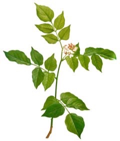 Pongamia (Baklagil)