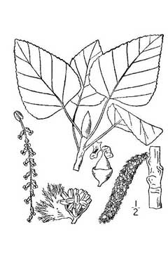 Balsamifera Kavak