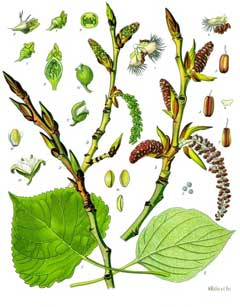 Nigra Kavak