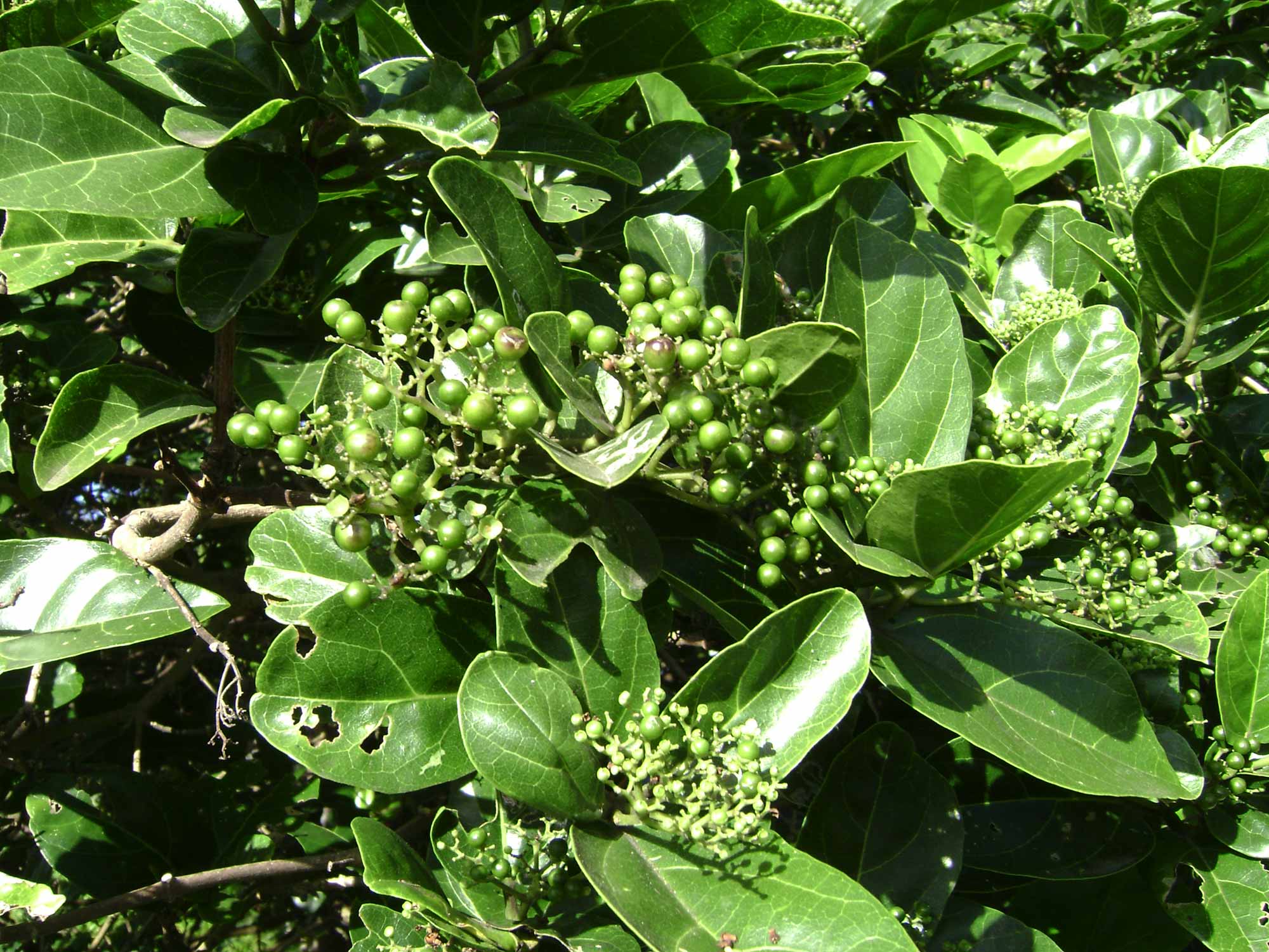 Premna (Ballıbabagil)