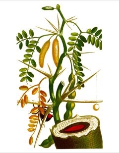 Mesquite