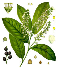 Karayemiş (Taflan)