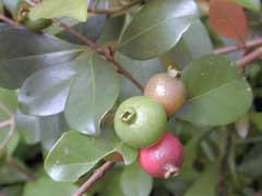 Cattleianum Guava