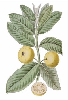 Guava