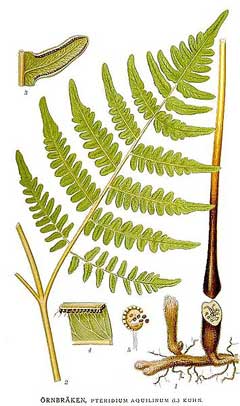 Bracken