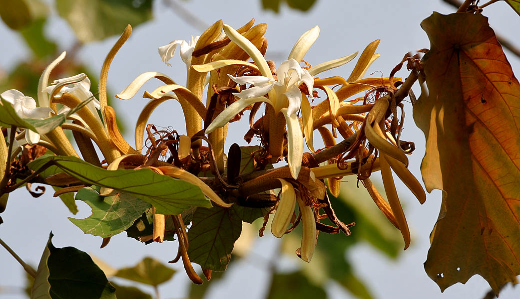 Pterospermum (Sterculiagil)