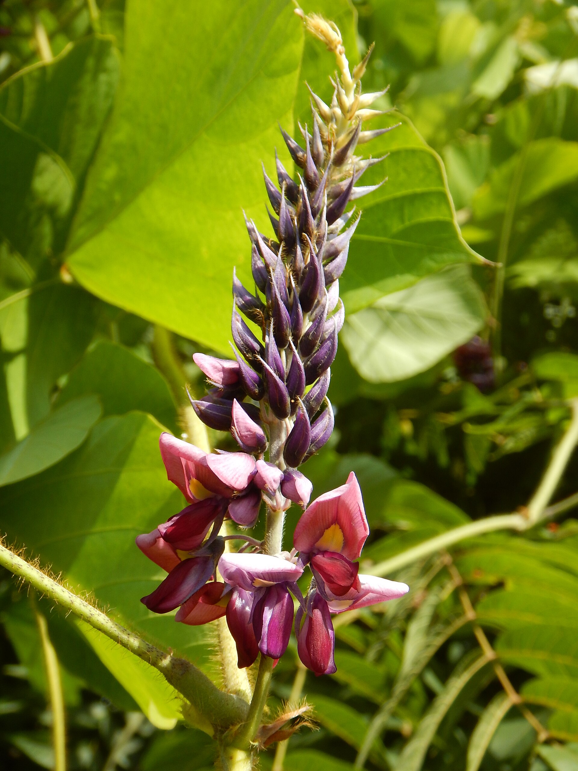Pueraria (Baklagil)