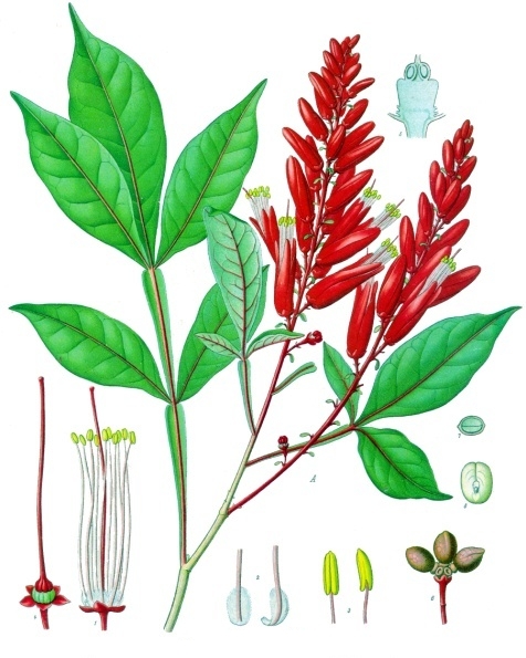 Acı Ağaç