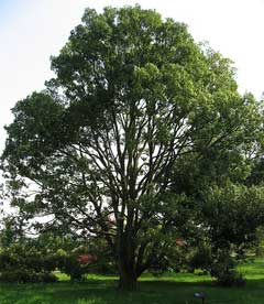 Myrsinaefolia Meşe