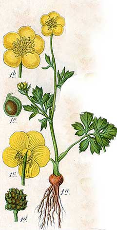 Bulbous Buttercup