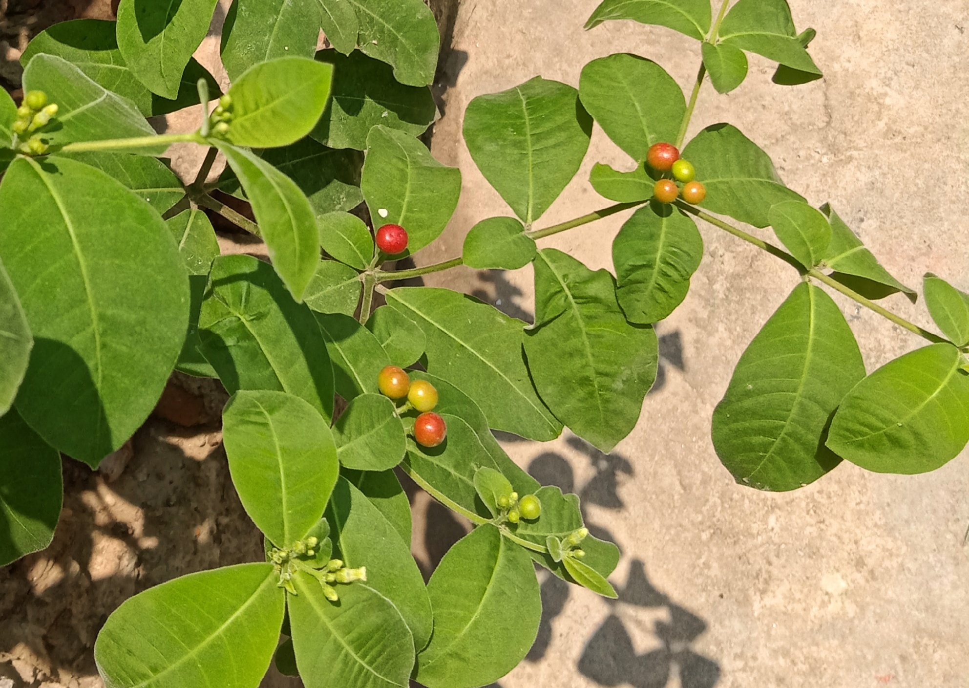 Four-Leaf Devilpepper