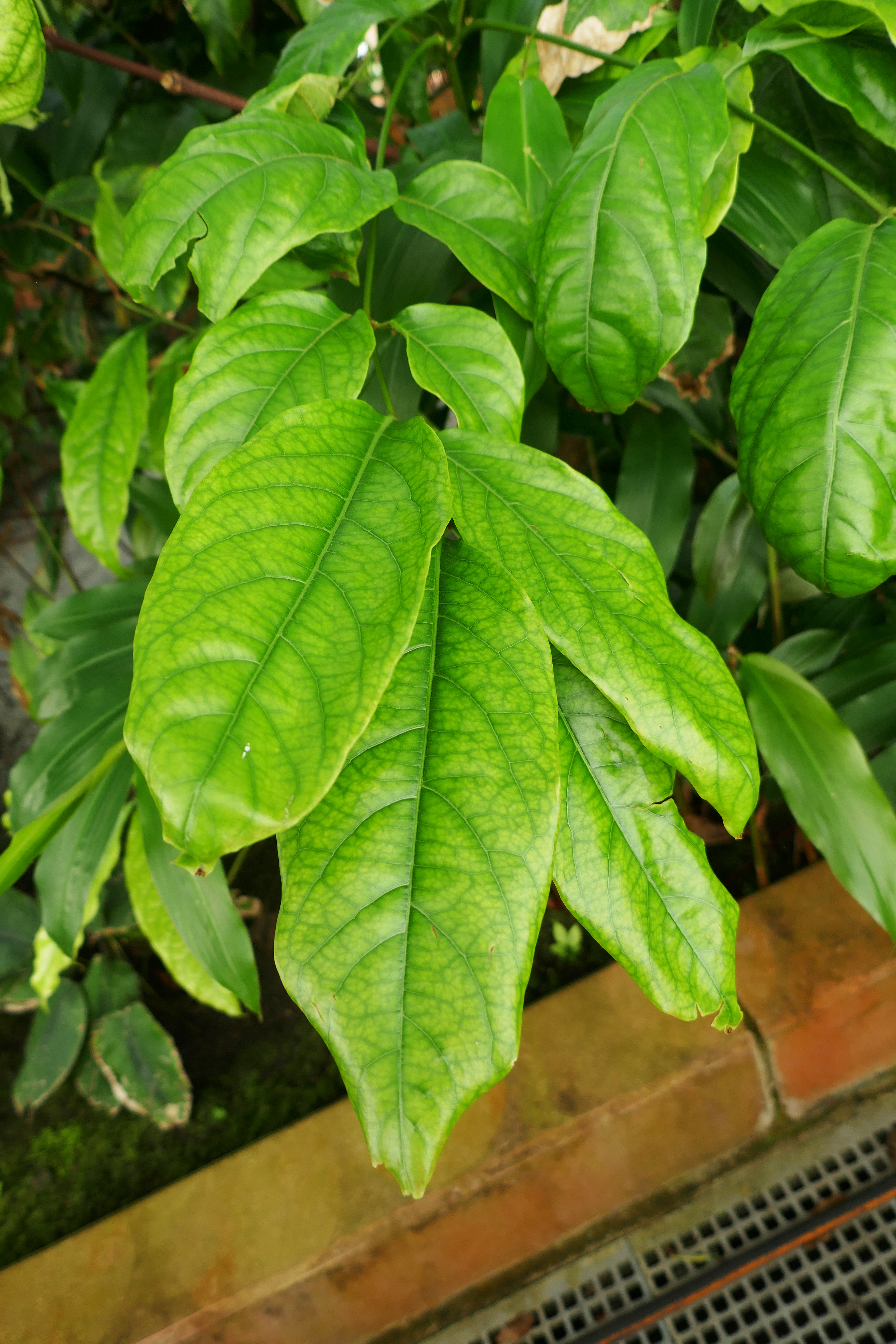 Afrika Snakeroot