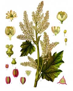 Officinale Ravent