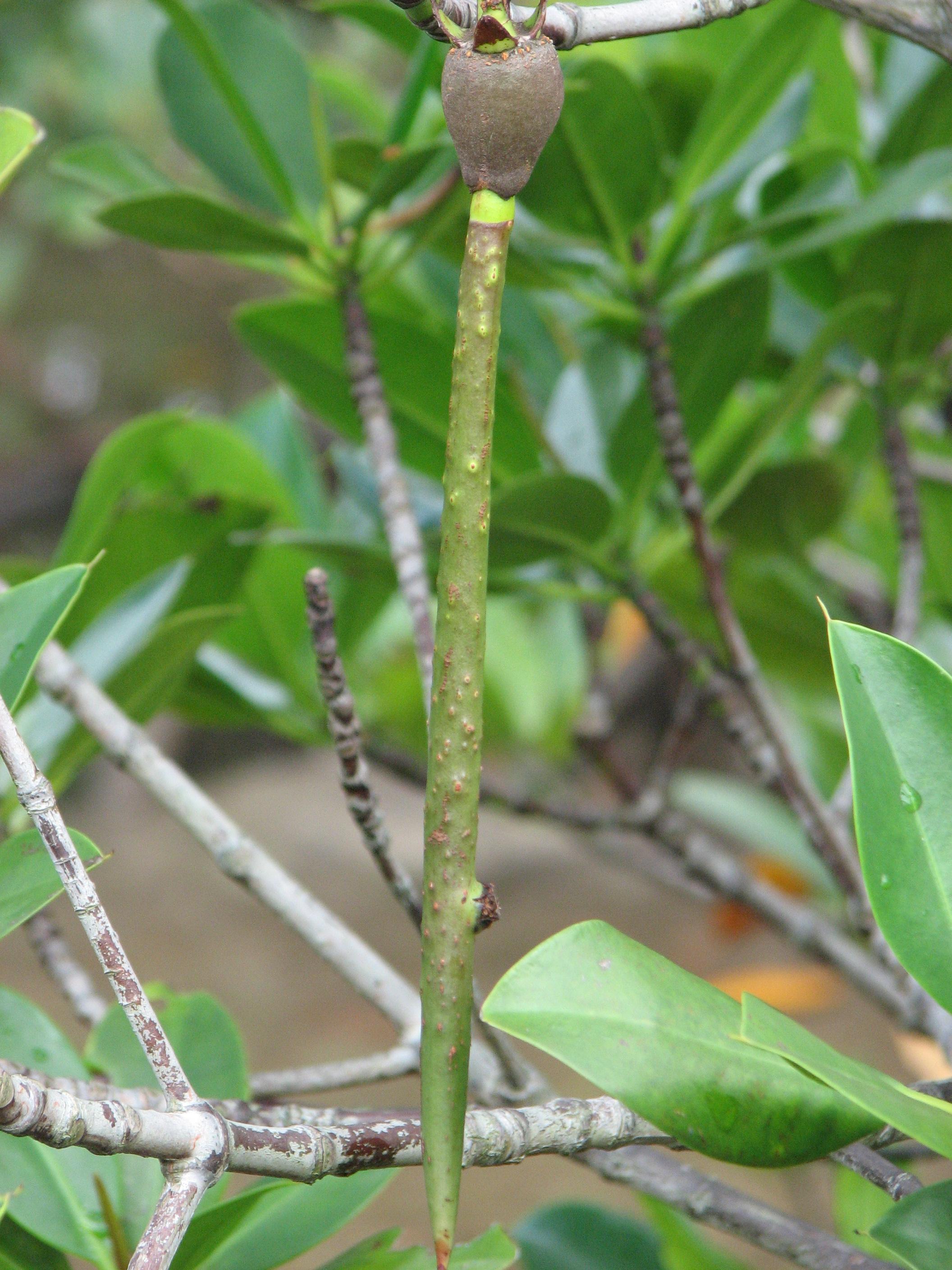Rhizophora