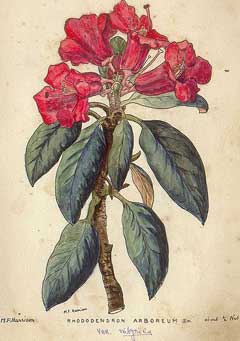 Arboreum Orman Gülü