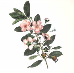 Rhodomyrtus (Mersingil)