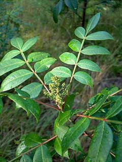 Copallina Sumak