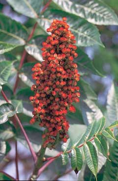 Glabra Sumak