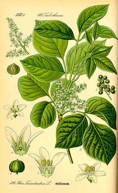 Toxicodendron Sumak