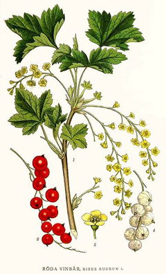 Rubrum Frenk Üzümü