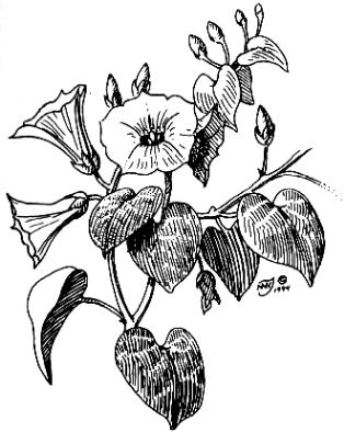 Snakeplant