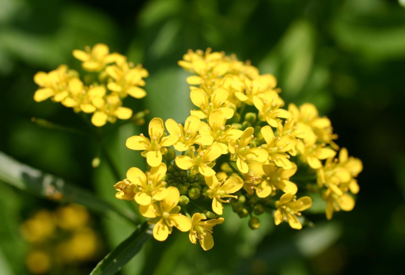 Marshcress