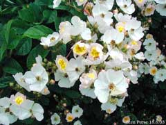 Multiflora Gül