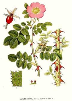 Rubiginosa Gül