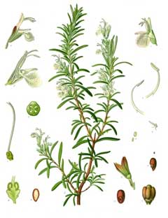 Biberiye