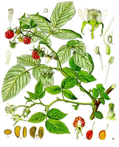 Ahududu