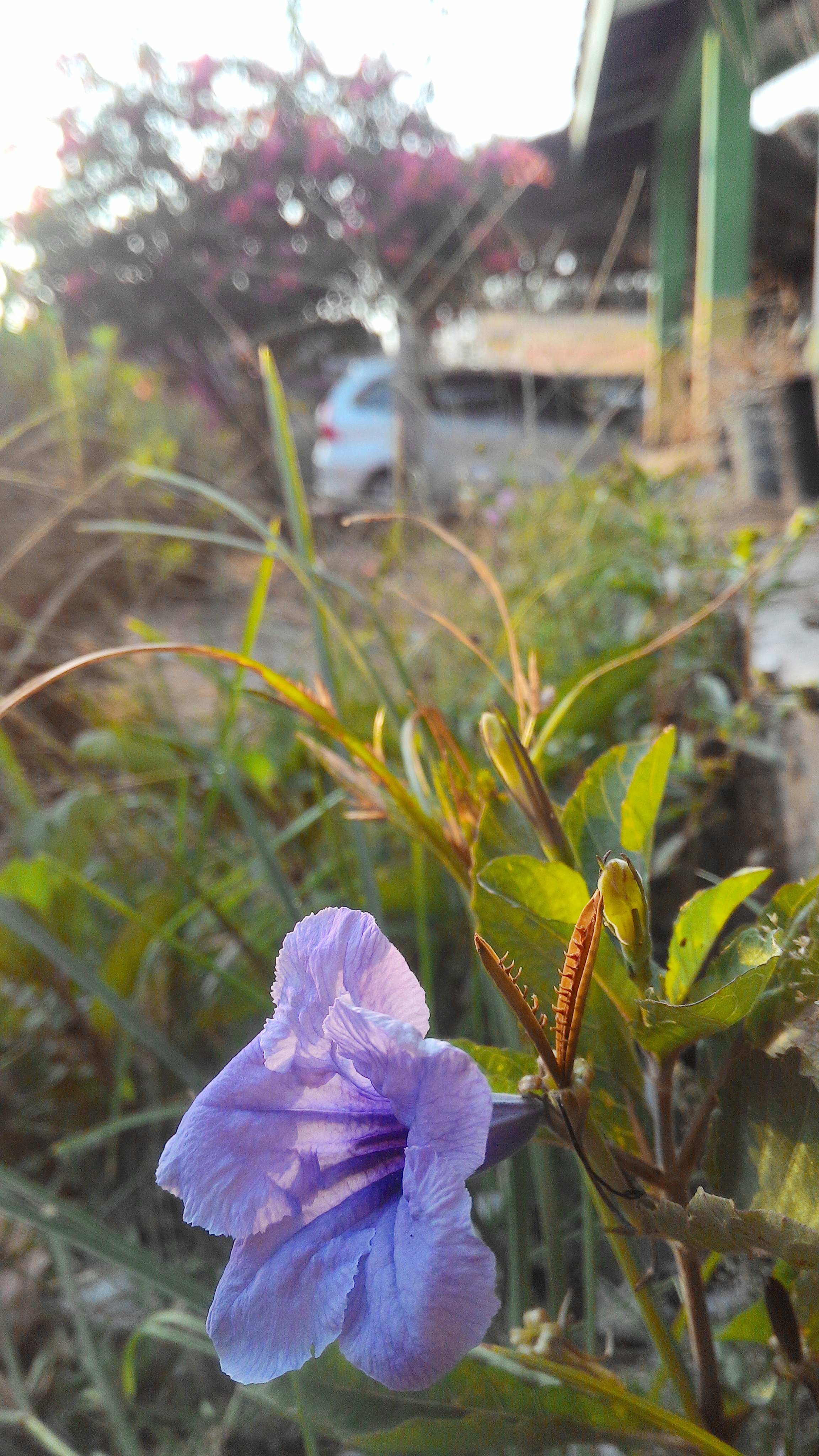 Ruellia (Ayıpençesigil)