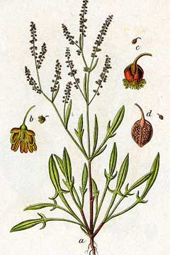 Acetosella Labada