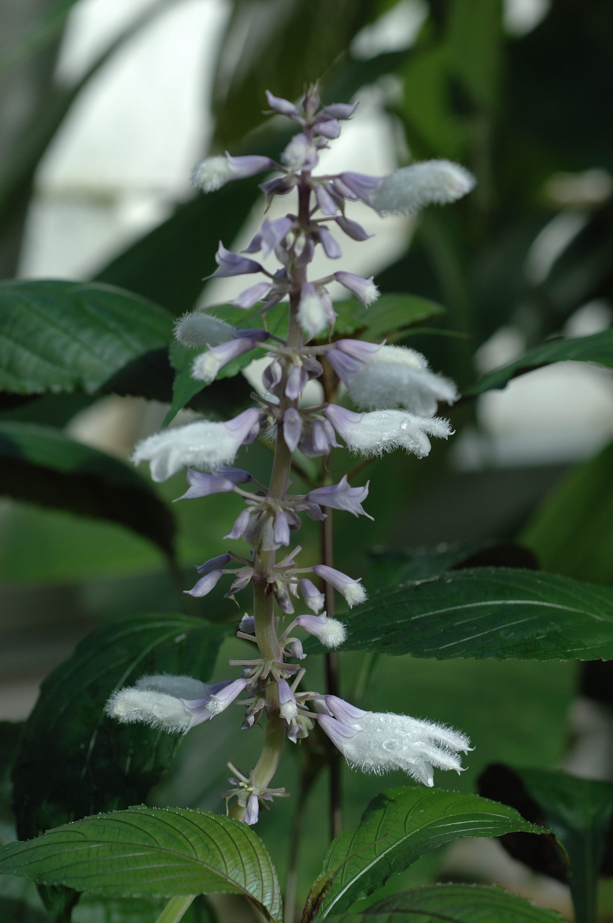 Divinorum Adaçayı