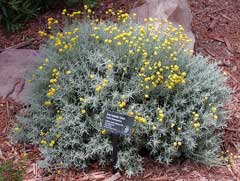 Lavender Pamuğu