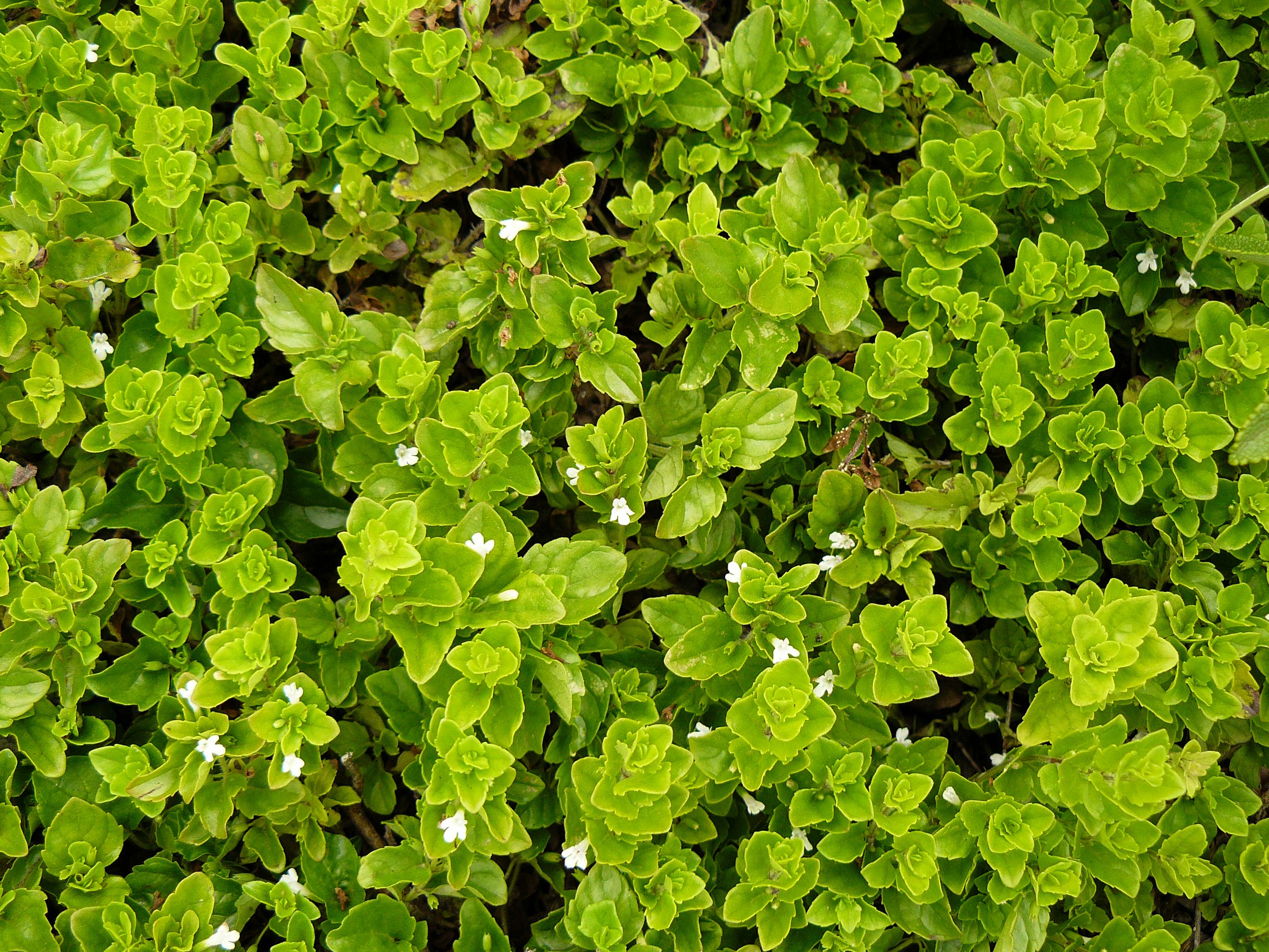 Douglasii Çeber