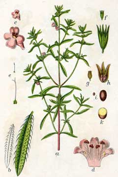 Çeber (Sater)