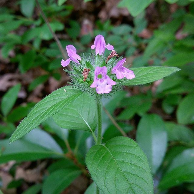 Vulgaris Çeber