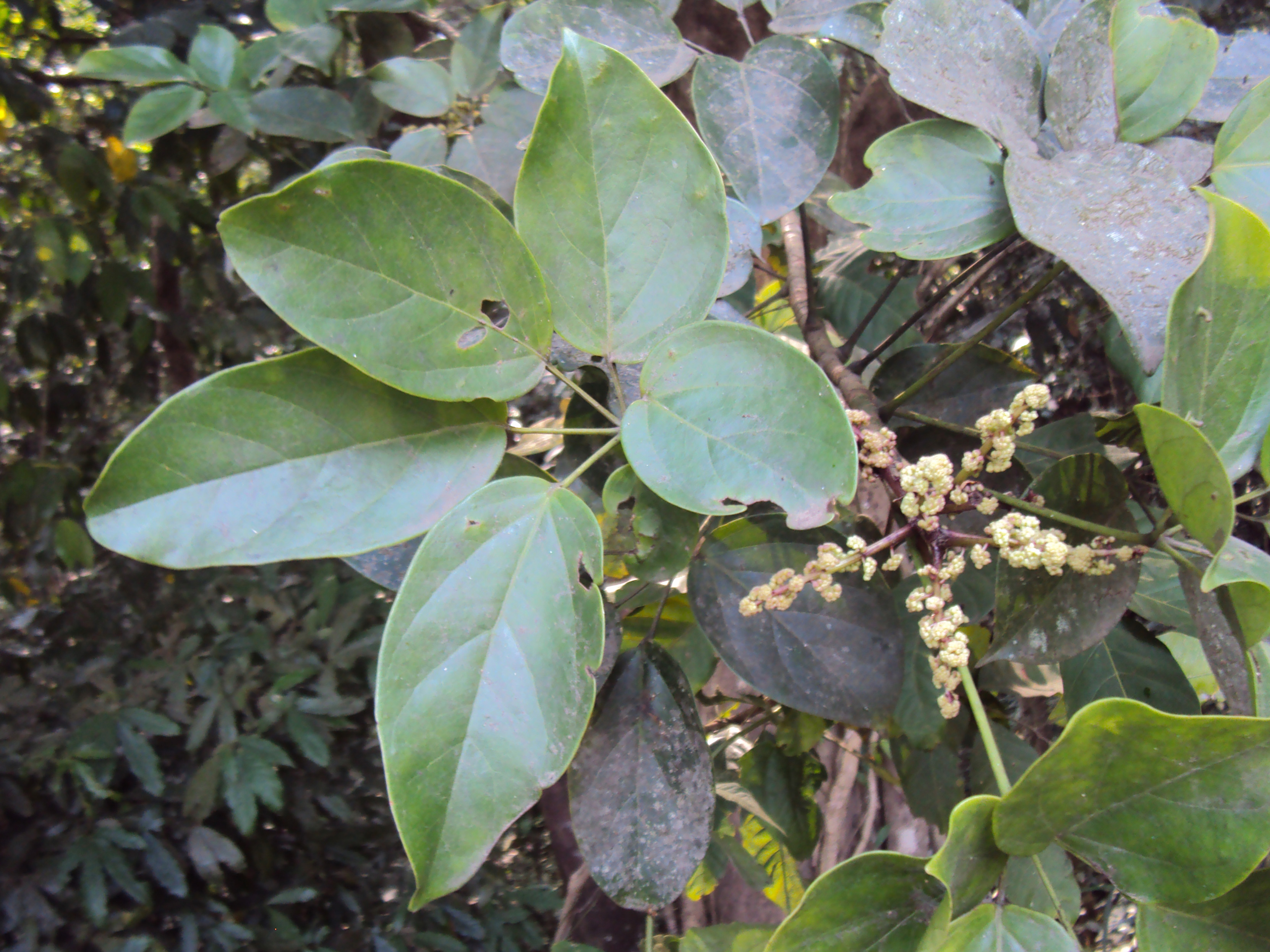 Schefflera