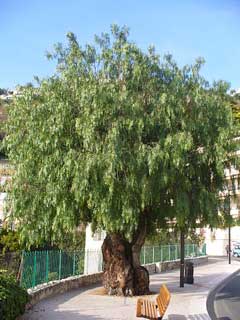 California Peppertree