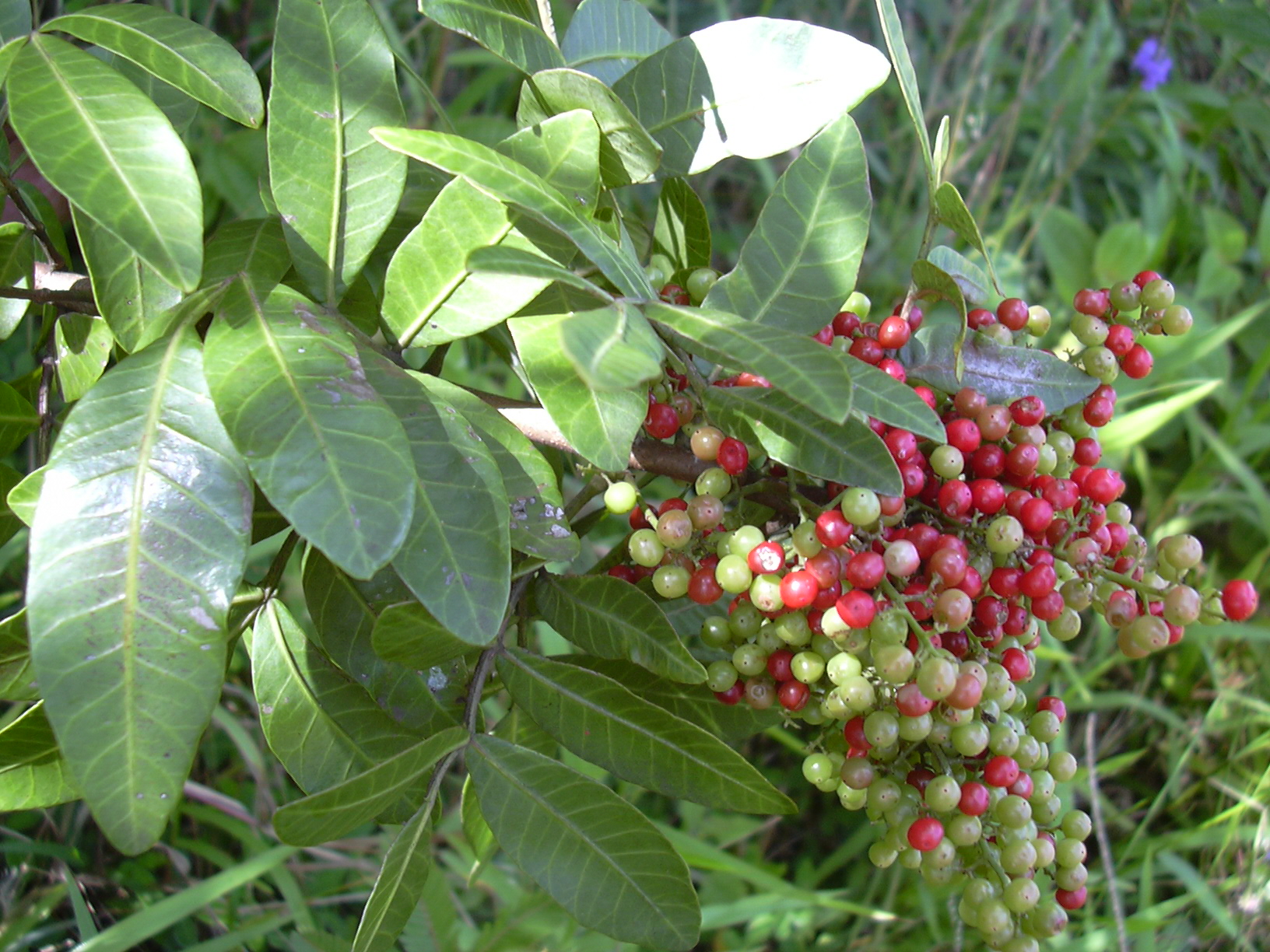 Brezilya Peppertree