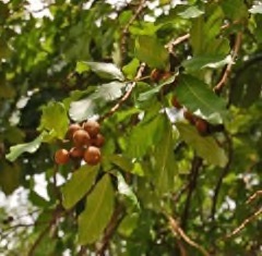Schleichera (Akçaağaçgil)