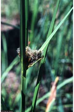 Scirpus