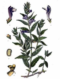 Galericulata Kaside Otu