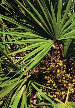 Cüce Palmiye (Saw Palmetto)