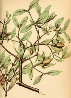 Jojoba