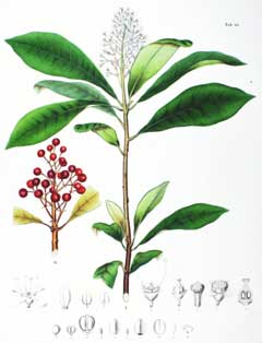 Japon Skimmia